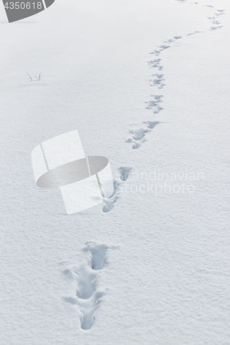 Image of Snow Background With Traces