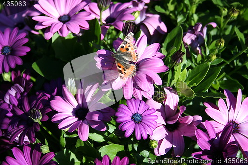 Image of Butterfly on flower