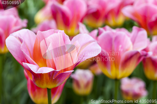 Image of Filed of Tulips