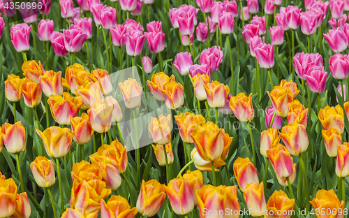 Image of Filed of Tulips