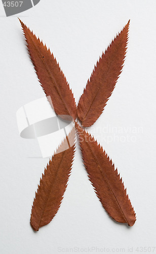Image of X letter: alphabet and numbers with autumn brown red dry leaf on white background