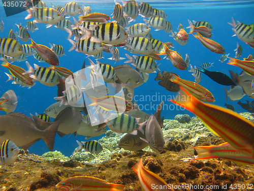 Image of Tropical fishes