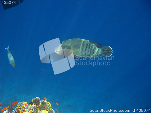 Image of Napoleon wrasse