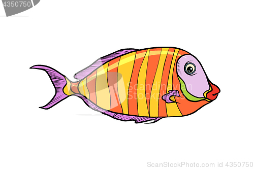 Image of Isolated cichlid aquarium fish