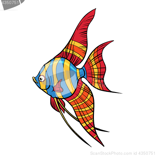 Image of Isolated Freshwater angelfish aquarium fish