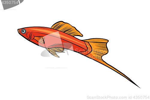 Image of Isolated swordtail aquarium fish