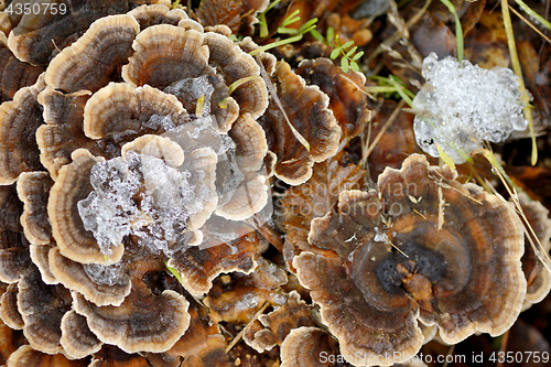 Image of Grifola frondosa mushroom in forest 