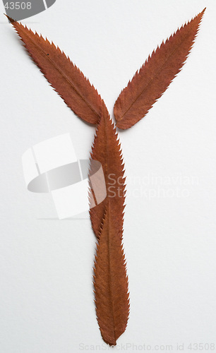 Image of Y letter: alphabet and numbers with autumn brown red dry leaf on white background