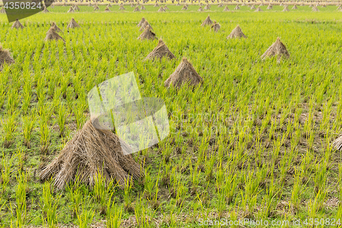 Image of Rice field