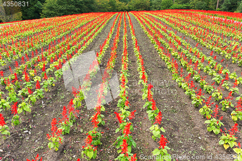 Image of Salvia field