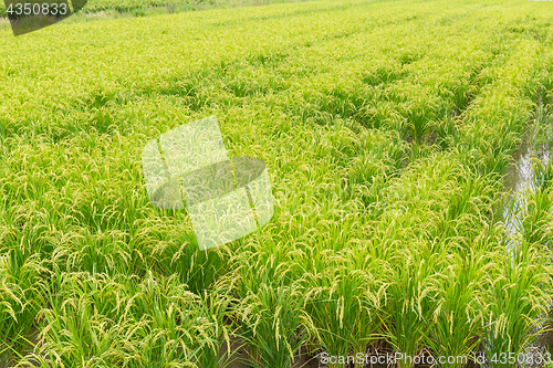Image of Fresh Paddy rice field