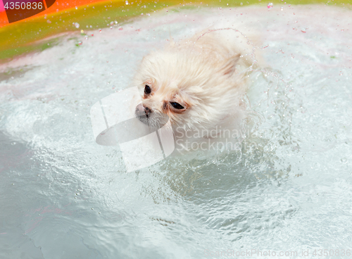Image of White pomeranian dog shakes off water when swimming