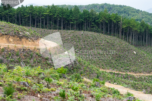 Image of Forest and field