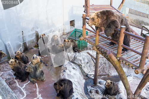 Image of Brown bear