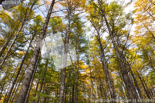 Image of Autumn forest landscape