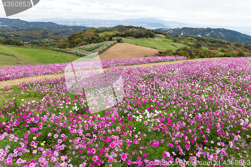 Image of Cosmos flower farm