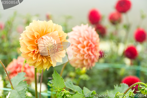 Image of Chrysanthemum field