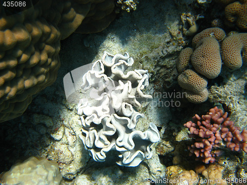 Image of White coral