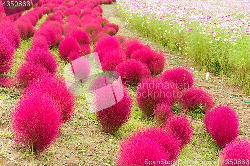 Image of Red Bassia scoparia and cosmo flower