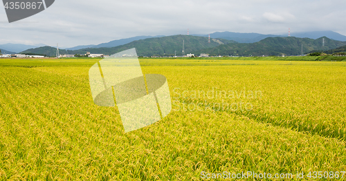 Image of Paddy rice field