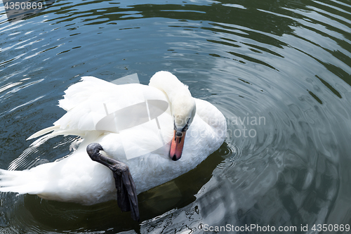 Image of Swan swimming in pool