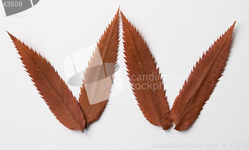 Image of W letter: alphabet and numbers with autumn brown red dry leaf on white background