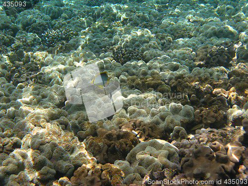 Image of Coral reef