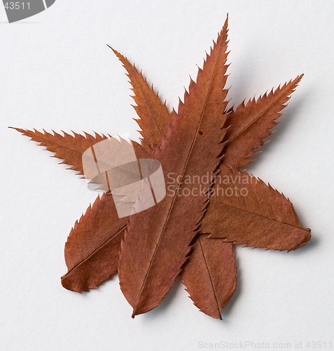 Image of Dot symbol: alphabet and numbers with autumn brown red dry leaf on white background