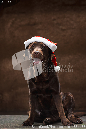 Image of The black labrador retriever sitting with gifts on Christmas Santa hat