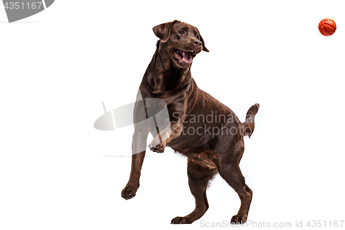 Image of The black Labrador dog playing with ball isolated on white