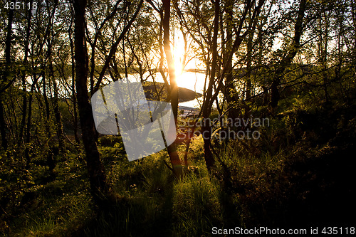 Image of Sun shining through a small forest