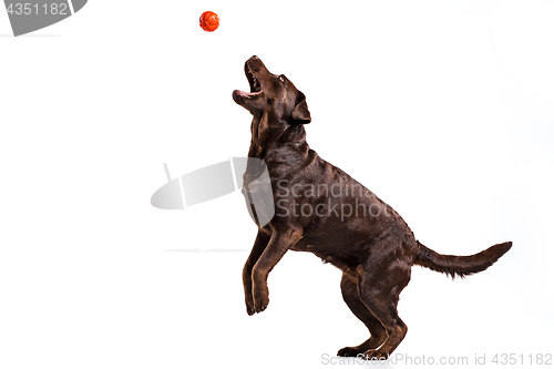 Image of The black Labrador dog playing with ball isolated on white