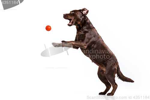 Image of The black Labrador dog playing with ball isolated on white