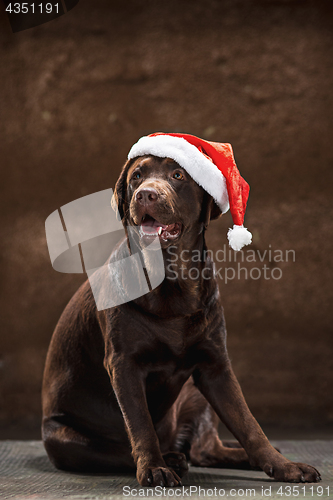 Image of The black labrador retriever sitting with gifts on Christmas Santa hat