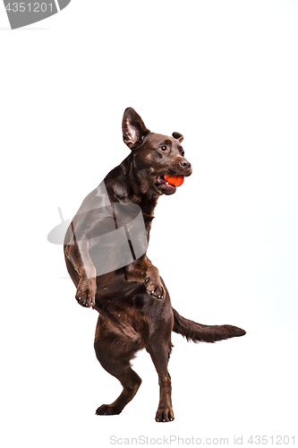 Image of The black Labrador dog playing with ball isolated on white