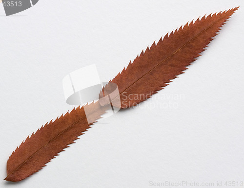 Image of Minus symbol: alphabet and numbers with autumn brown red dry leaf on white background