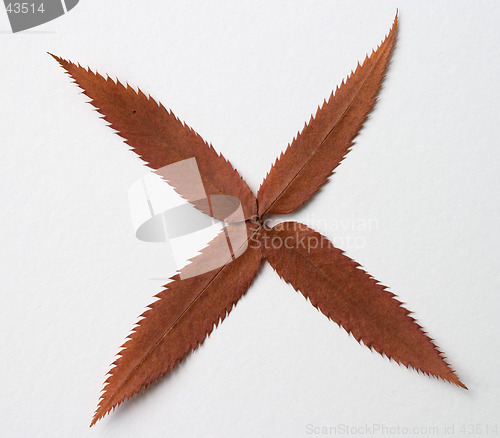 Image of Plus symbol: alphabet and numbers with autumn brown red dry leaf on white background