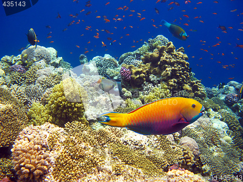 Image of Tropical coral reef