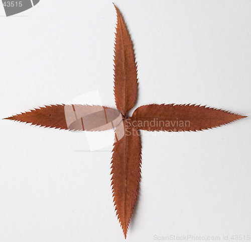 Image of Plus symbol: alphabet and numbers with autumn brown red dry leaf on white background