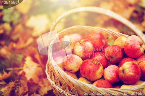 Image of wicker basket of ripe red apples at autumn garden