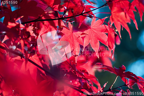 Image of Red autumn leaves 