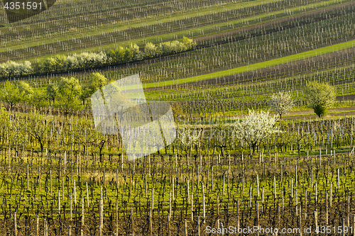 Image of Vineyards in spring