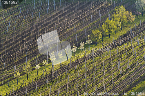 Image of Vineyards in spring