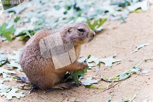 Image of Black-tailed prairie dog