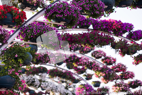 Image of Dubai miracle garden