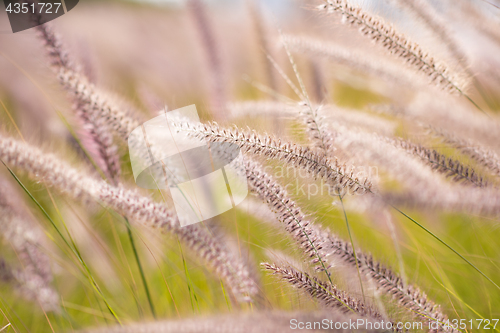 Image of Alpine meadow