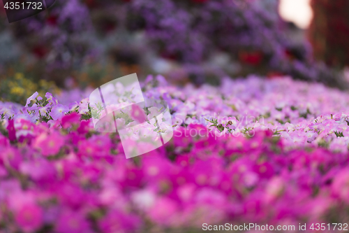 Image of Dubai miracle garden