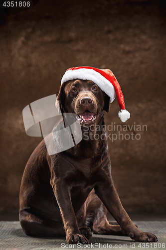 Image of The black labrador retriever sitting with gifts on Christmas Santa hat