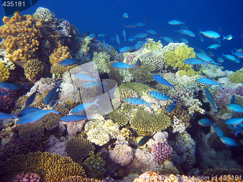 Image of Blue tropical fishes