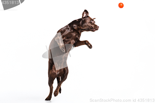 Image of The black Labrador dog playing with ball isolated on white